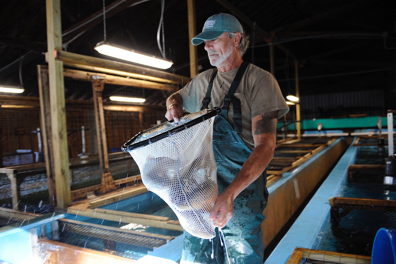 Tim Anstey, an avid outdoorsman, has worked at the local state fish hatchery for 24 years. He is pictured netting female brown trout during the process of gathering eggs and milt...
